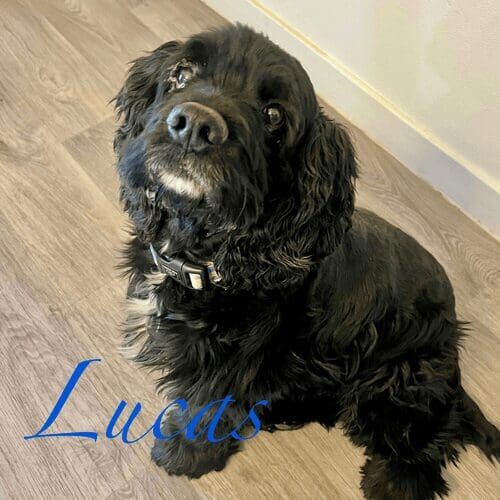 Cocker spaniel named Lucas participating in in-home dog training sessions in Glendale Arizona