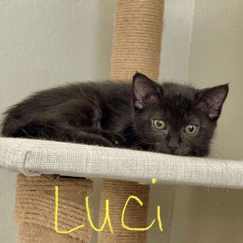 Black kitten named Luci relaxing at home during a pet sitting visit in Peoria Arizona