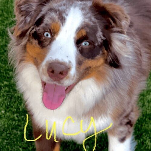 Australian shepherd named Lucy receiving pet sitting care in Peoria Arizona