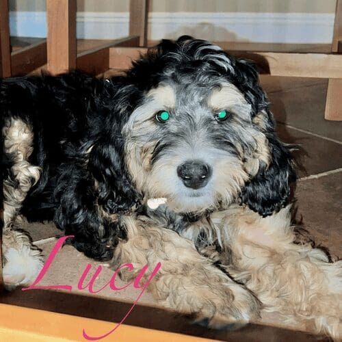 Bernedoodle puppy named Lucy learning obedience skills during an in-home training session in Peoria Arizona