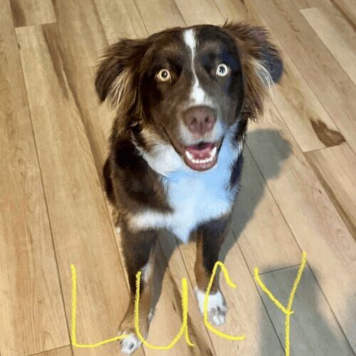 Border collie puppy named Lucy practicing drop and leave it skills during an in-home session in Glendale Arizona