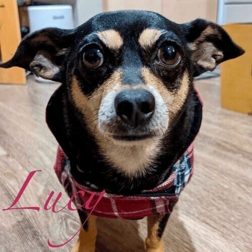 Senior special needs Chihuahua Lucy prefers her nail trimming done at her home in Peoria, AZ