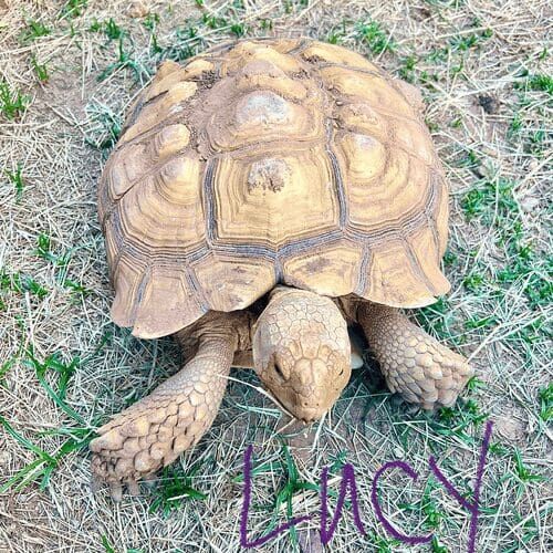 Turtle named Lucy during a pet sitting visit in Phoenix Arizona