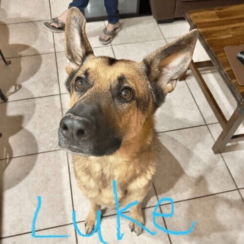 German shepherd named Luke practicing obedience training at home in Peoria Arizona