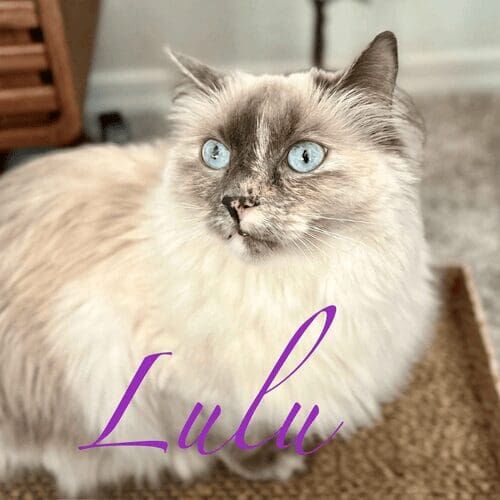 Cat named Lulu resting during a pet sitting visit in Glendale Arizona