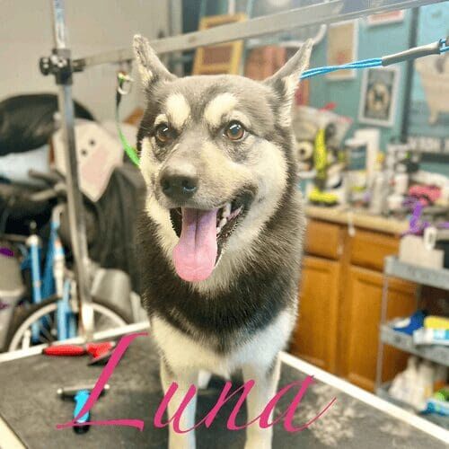 German Shepherd named Luna receiving a full grooming service in Glendale Arizona.