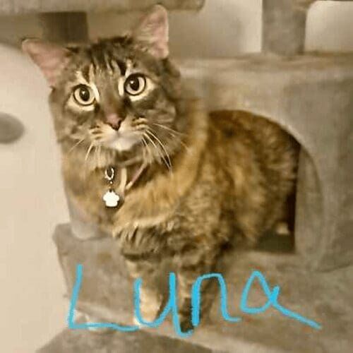 Cat named Luna relaxing comfortably at home during a pet sitting visit