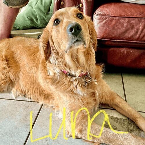 Golden retriever named Luna participating in in-home behavior modification training in Glendale Arizona