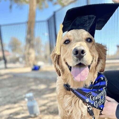 Luna the Golden Retriever happily graduated from Furbabies & Friends intermediate group obedience class in Glendale, AZ.