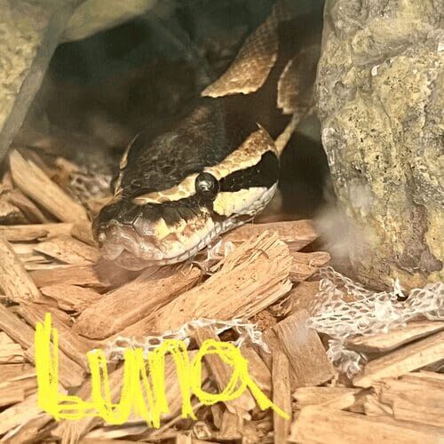Python named Luna during an in-home pet sitting visit in Glendale Arizona