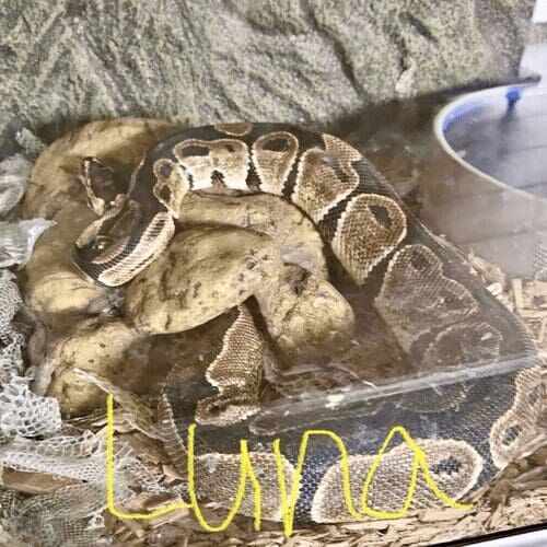 Snake named Luna during a pet sitting visit in Glendale Arizona