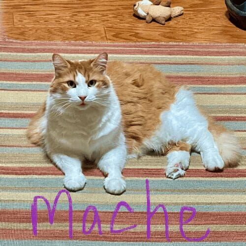Cat named Mache relaxing at home during a pet sitting visit in Phoenix Arizona