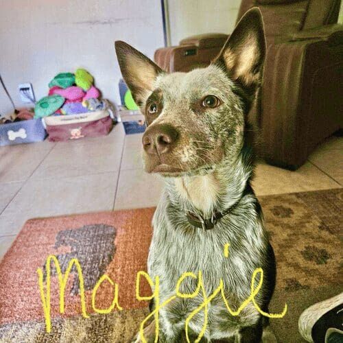 Cattle dog named Maggie enjoying a structured dog walking session in Glendale Arizona