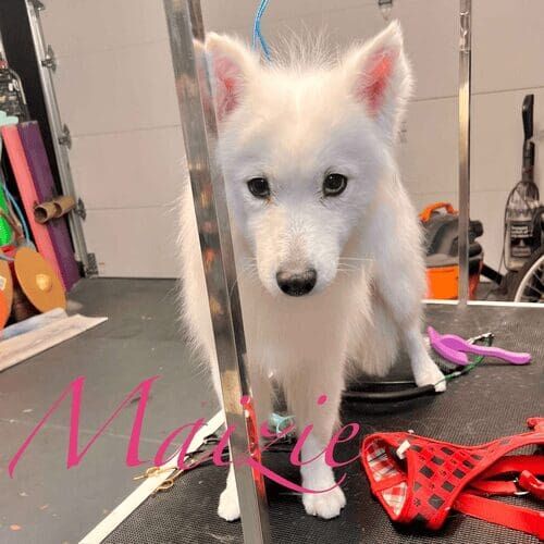 Samoyed named Maizie receiving a bath and deshedding grooming service in Glendale Arizona.