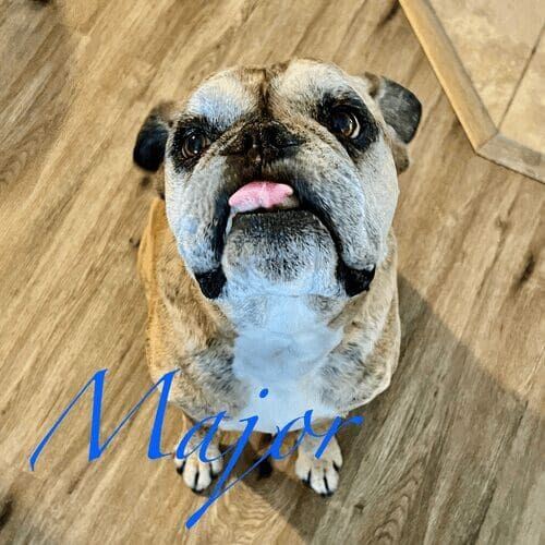 Senior boxer named Major receiving overnight in-home pet sitting care in Glendale Arizona