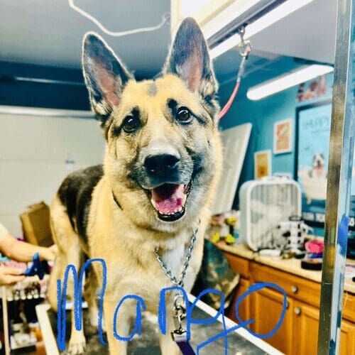 German Shepherd named Mango receiving a bath and deshedding grooming service in Glendale Arizona.