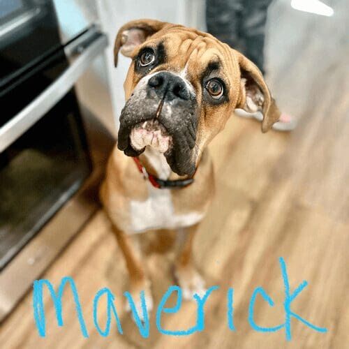 Boxer named Maverick working on leash reactivity and impulse control during training sessions in Peoria Arizona