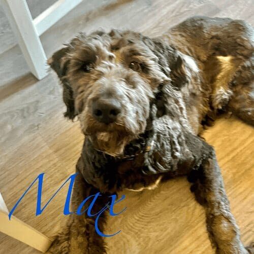 Labradoodle named Max working on in-home behavior modification training in Glendale Arizona