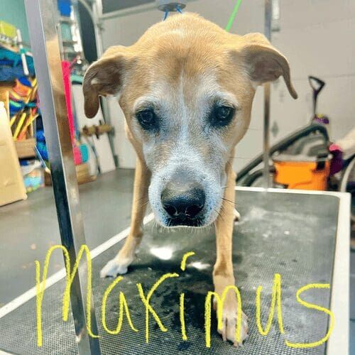 Senior dog named Maximus receiving a nail trimming during a grooming visit.