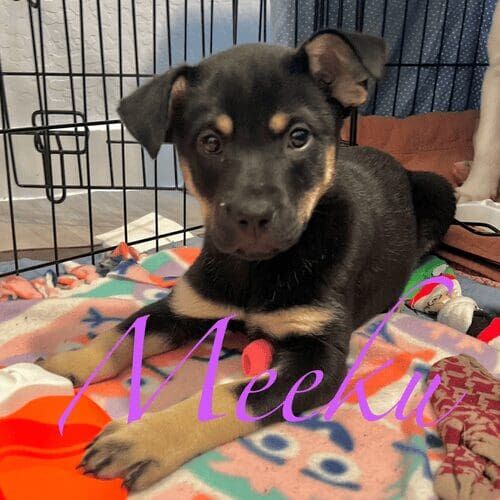 Rescue puppy named Meeku learning basic puppy skills during an in-home session in Litchfield Park Arizona