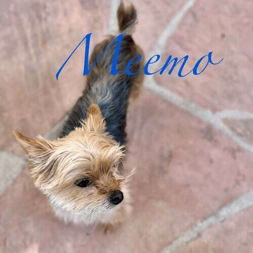Yorkie named Meemo receiving live-in pet sitting care in Phoenix Arizona