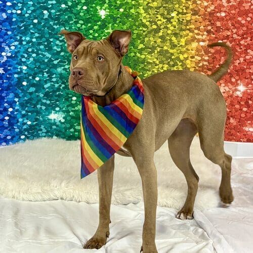Dog wearing rainbow bandana during pride pet photoshoot
