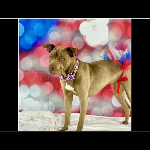 Kristie's XL bully and youngest dog Mella wearing a tutu for a Veteran's Day Dog Photoshoot.