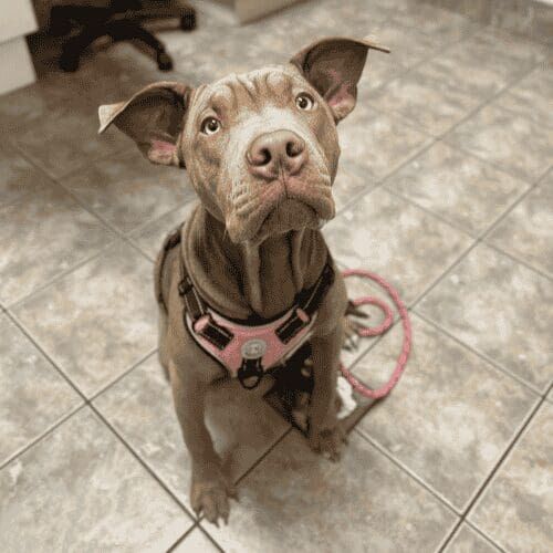 Mella's puppy day training set her up for a happy first visit to the vet in Glendale, AZ.