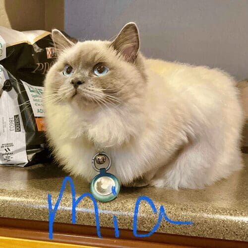 Cat named Mia relaxing during a pet sitting visit in Glendale Arizona