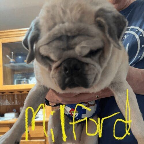 Senior puggle named Milford receiving at-home pet care visits in Phoenix Arizona