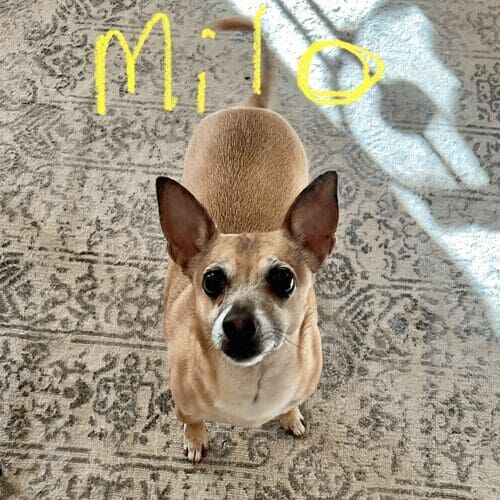 Chihuahua named Milo receiving overnight pet sitting care in Peoria Arizona