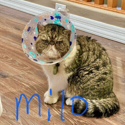 Cat named Milo recovering comfortably at home with pet sitting care after surgery in Glendale Arizona