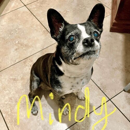Senior Boston terrier named Mindy receiving overnight at-home pet sitting care in Glendale Arizona