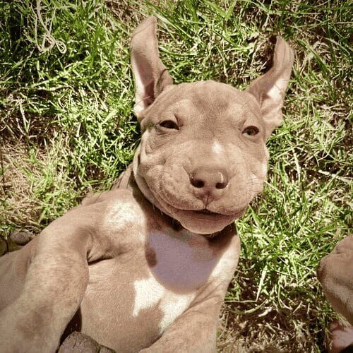 Silly pitbull foster puppy playing in the grass during a private puppy training session in Glendale, AZ