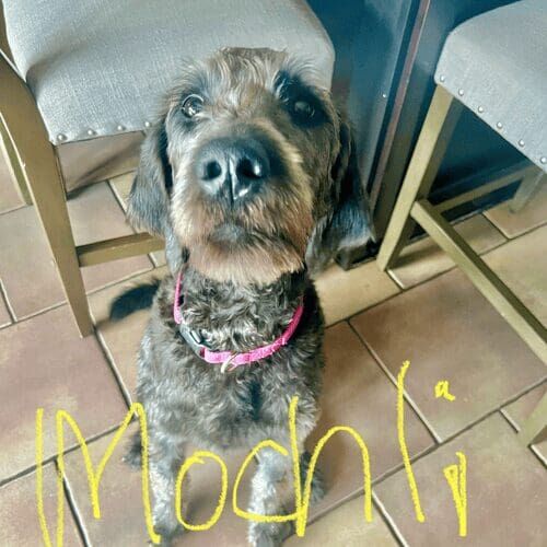 Labradoodle named Mochli receiving pet sitting services in Glendale Arizona