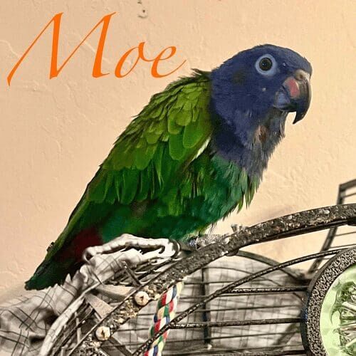 Parrot named Moe during an in-home pet sitting visit in Glendale Arizona