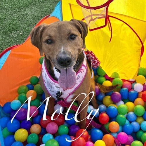 Rescue dog named Molly participating in group dog training class in Glendale Arizona