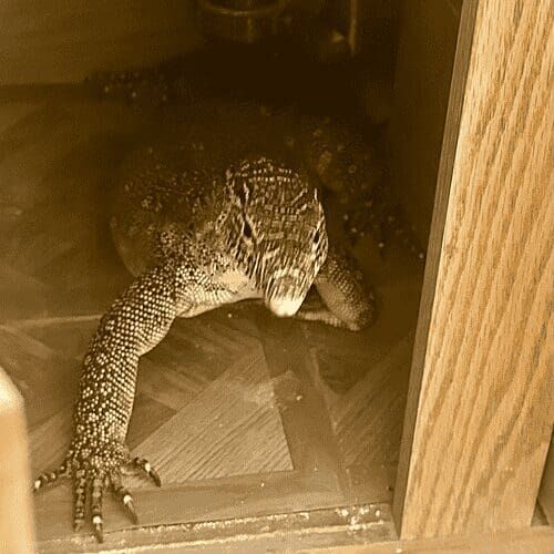 Monitor lizard during a pet sitting visit in Glendale Arizona