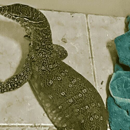 Monitor lizard during a pet sitting visit in Glendale Arizona
