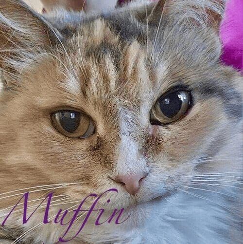 Cat named Muffin relaxing during an in-home pet sitting visit in Glendale Arizona