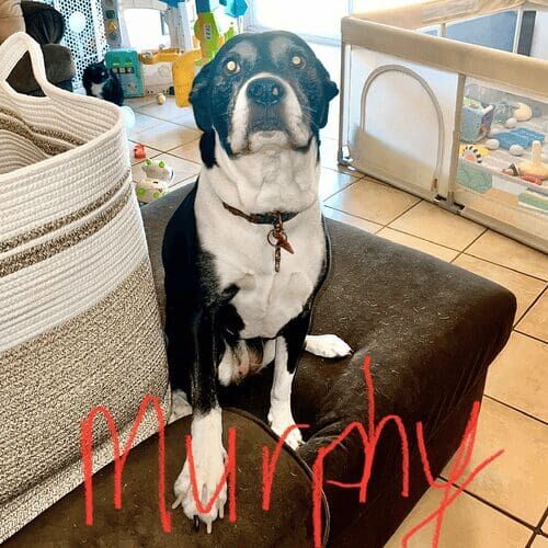Mixed breed dog named Murphy receiving in-home pet sitting visits in Peoria Arizona