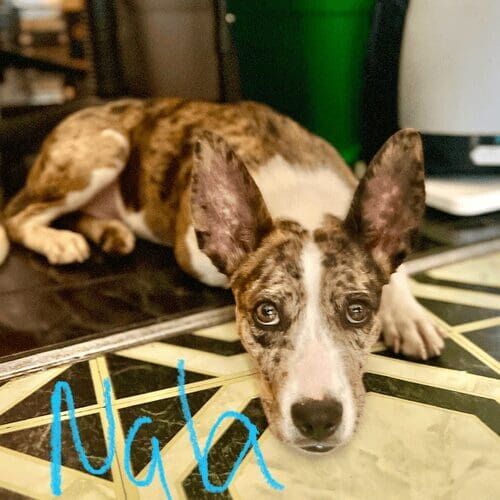Rescue puppy named Nala learning about household manners during an in-home session in Peoria Arizona