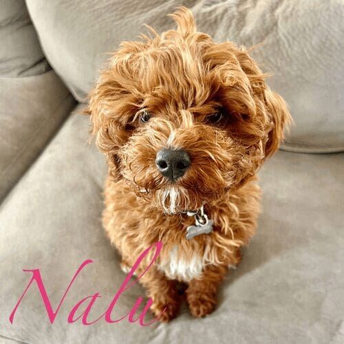 Toy goldendoodle puppy named Nalu practicing positive reinforcement puppy training during an in-home session in Glendale Arizona
