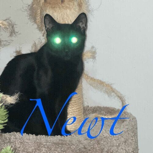 Black cat named Newt resting comfortably during a pet sitting visit in Phoenix Arizona