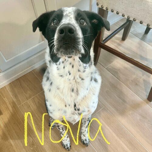 Mixed breed dog named Nova receiving in-home pet care in Glendale Arizona