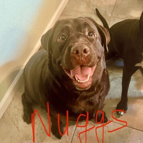 Chocolate lab named Nuggs receiving live-in pet sitting care in Phoenix Arizona