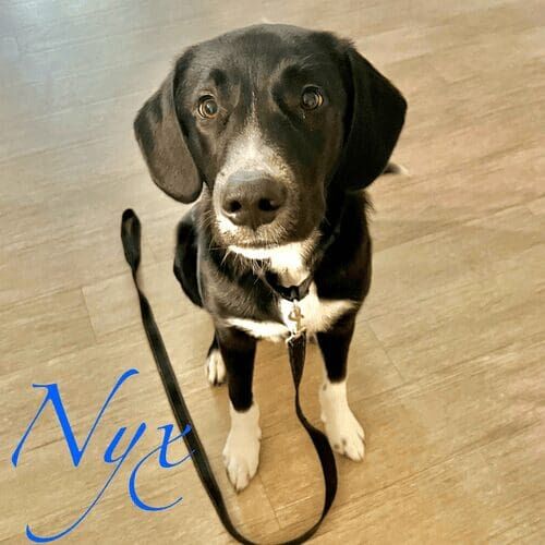 Black puppy named Nyx walking during a daily dog walking visit in Glendale Arizona