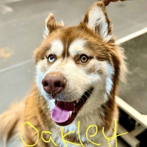 Husky mix named Oakely receiving a deshedding grooming service in Glendale Arizona.