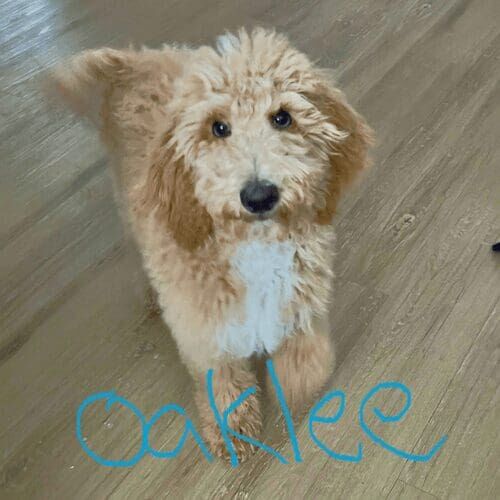 Goldendoodle named Oaklee practicing in-home obedience training with positive reinforcement in Glendale Arizona