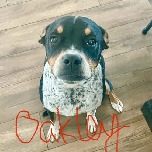 Rescue dog named Oakley participating in in-home dog training in Glendale Arizona